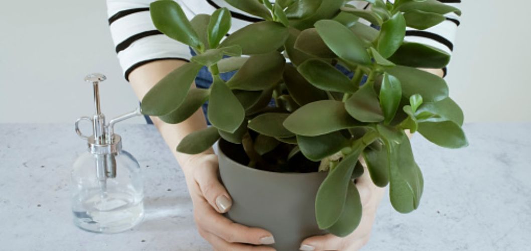 A Comprehensive Guide: How to Grow and Care for Jade Plants