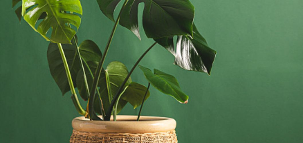 A Guide to Caring for a Monstera: The Perfect Companion for Indoor Greenery