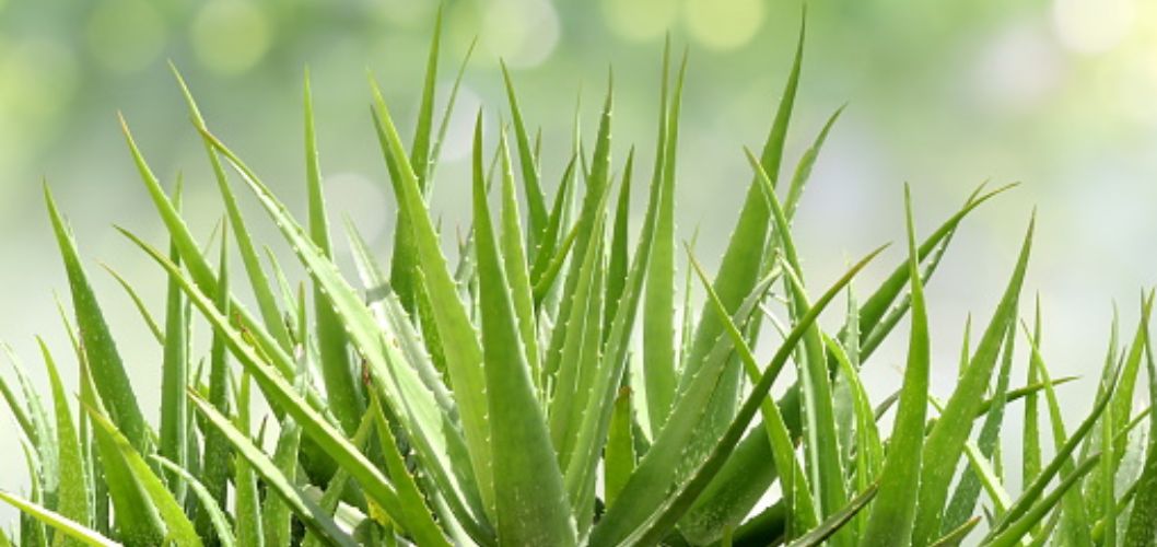 How to Care for Aloe Plant